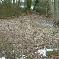 Himalayan Balsam